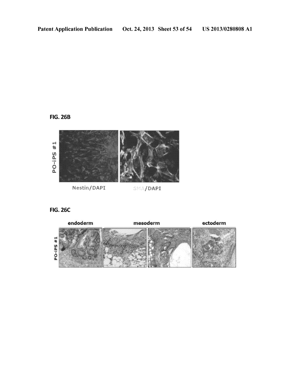 COMPOSITION FOR REPROGRAMMING SOMATIC CELLS TO GENERATE INDUCED     PLURIPOTENT STEM CELLS, COMPRISING Oct4 IN COMBINATION WITH Bmi1 OR ITS     UPSTREAM REGULATOR, AND METHOD FOR GENERATING INDUCED PLURIPOTENT STEM     CELLS USING THE SAME - diagram, schematic, and image 54