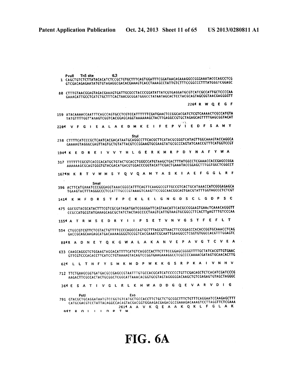 PLASMIDS AND PHAGES FOR HOMOLOGOUS RECOMBINATION AND METHODS OF USE - diagram, schematic, and image 12