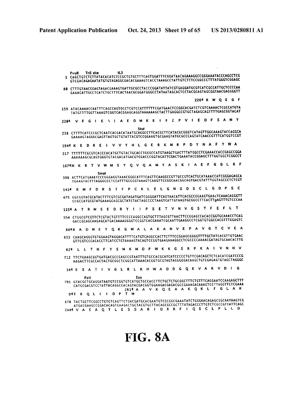 PLASMIDS AND PHAGES FOR HOMOLOGOUS RECOMBINATION AND METHODS OF USE - diagram, schematic, and image 20