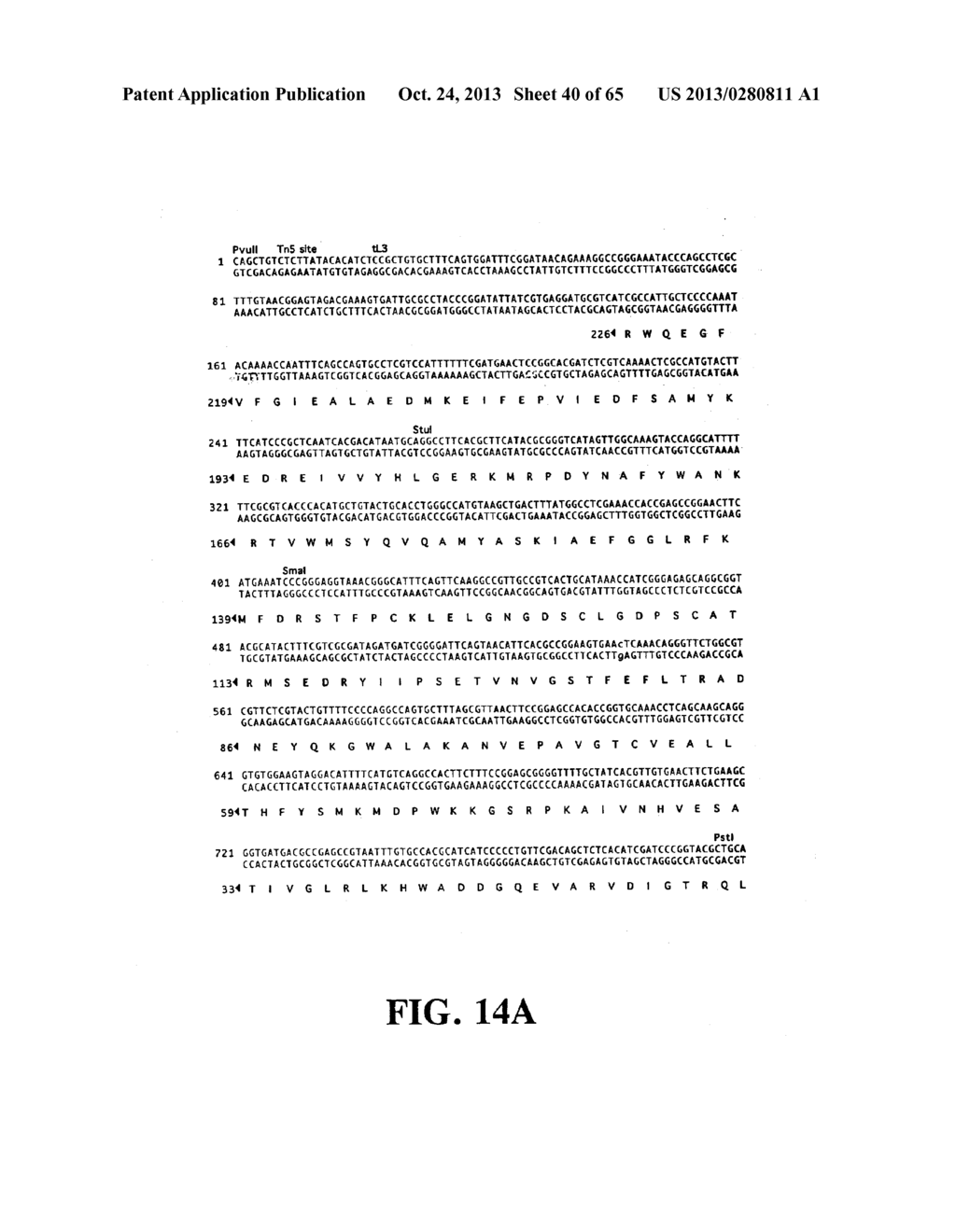 PLASMIDS AND PHAGES FOR HOMOLOGOUS RECOMBINATION AND METHODS OF USE - diagram, schematic, and image 41