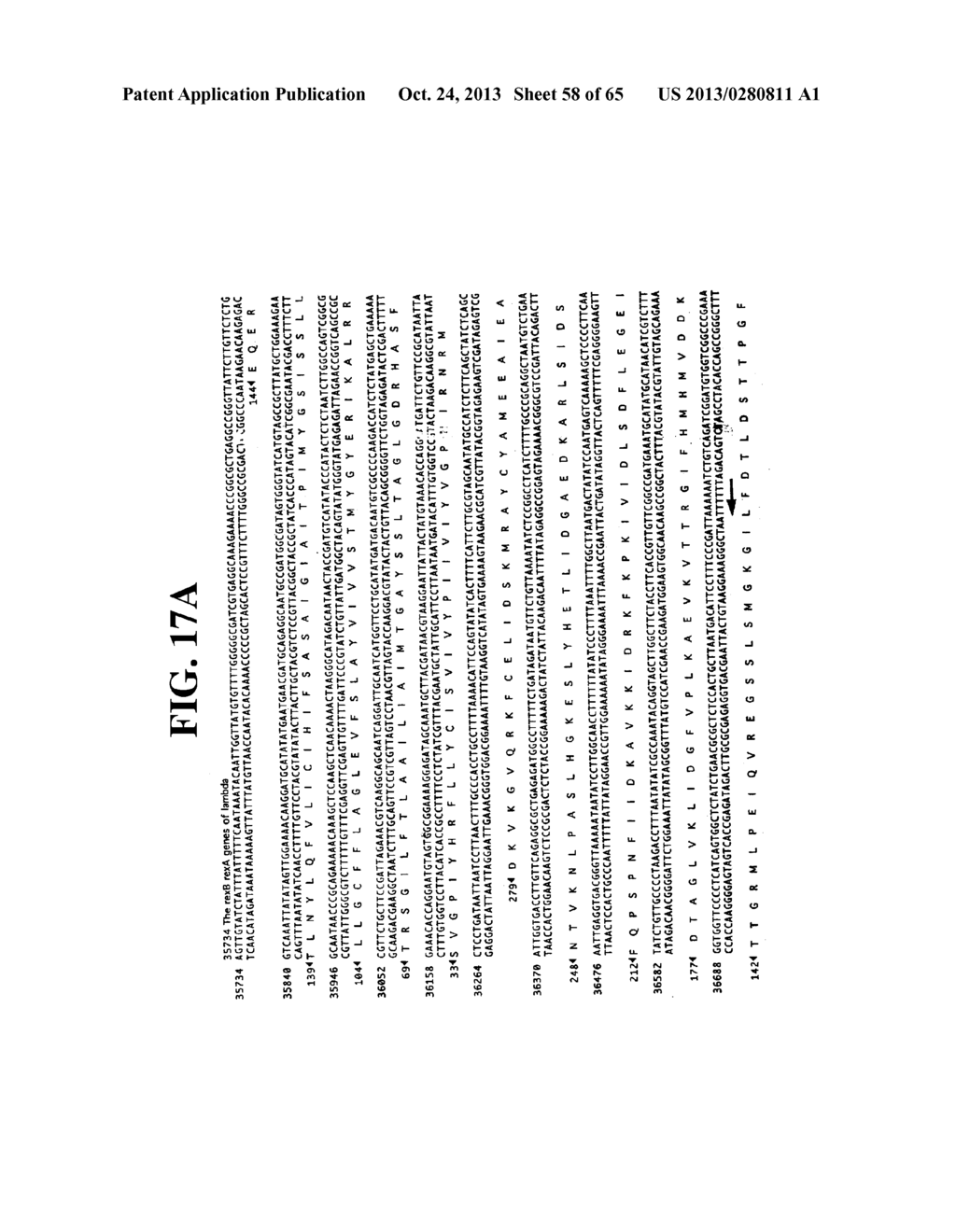 PLASMIDS AND PHAGES FOR HOMOLOGOUS RECOMBINATION AND METHODS OF USE - diagram, schematic, and image 59