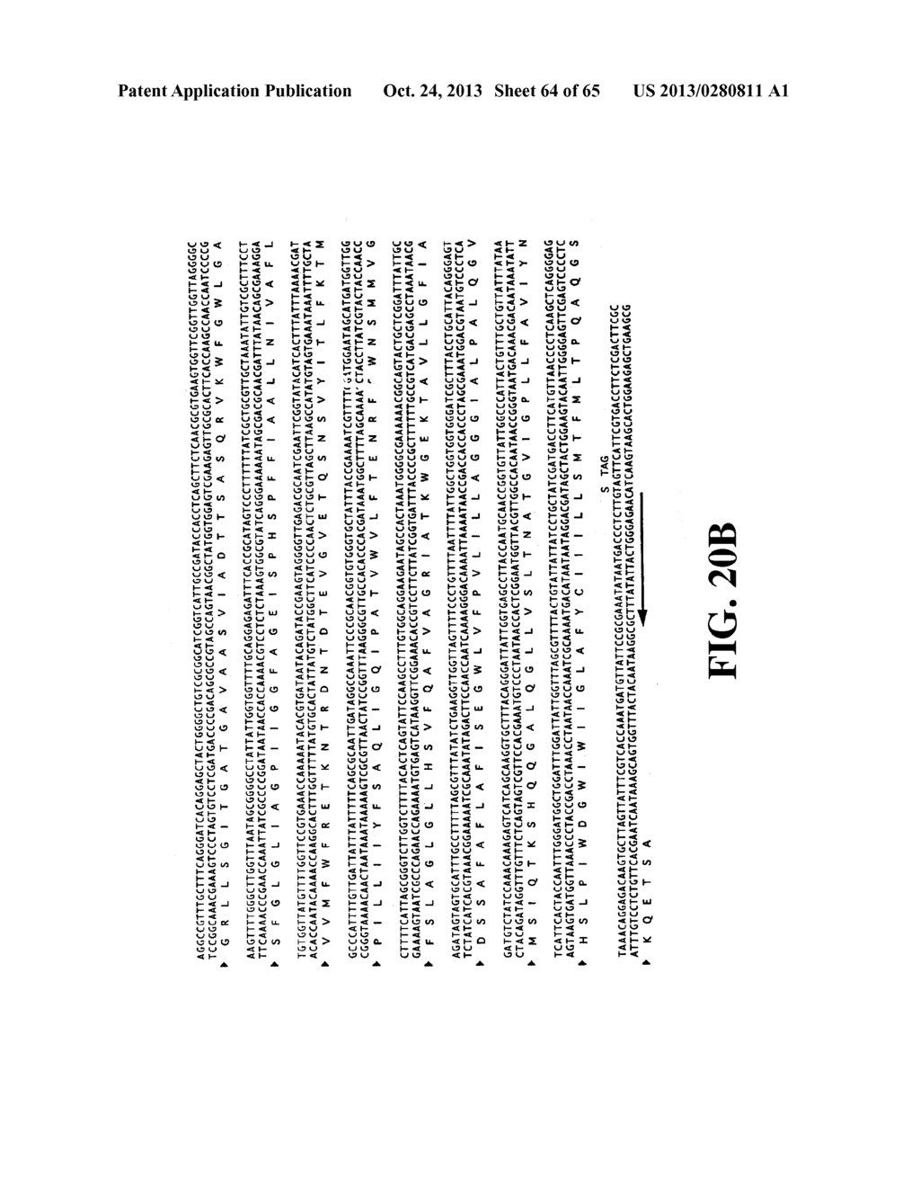 PLASMIDS AND PHAGES FOR HOMOLOGOUS RECOMBINATION AND METHODS OF USE - diagram, schematic, and image 65