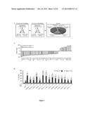 PROGNOSTIC AND/OR PREDICTIVE BIOMARKERS AND BIOLOGICAL APPLICATIONS     THEREOF diagram and image