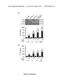 PROGNOSTIC AND/OR PREDICTIVE BIOMARKERS AND BIOLOGICAL APPLICATIONS     THEREOF diagram and image