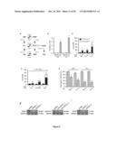 PROGNOSTIC AND/OR PREDICTIVE BIOMARKERS AND BIOLOGICAL APPLICATIONS     THEREOF diagram and image