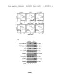 PROGNOSTIC AND/OR PREDICTIVE BIOMARKERS AND BIOLOGICAL APPLICATIONS     THEREOF diagram and image