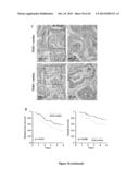 PROGNOSTIC AND/OR PREDICTIVE BIOMARKERS AND BIOLOGICAL APPLICATIONS     THEREOF diagram and image