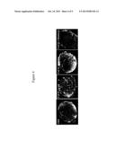 Methods of Screening an Agent for an Activity in an Isolated Eye of a     Teleost diagram and image