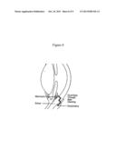 Methods of Screening an Agent for an Activity in an Isolated Eye of a     Teleost diagram and image