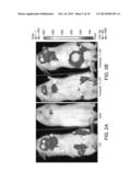 NOVEL TLR4 INHIBITORS FOR THE TREATMENT OF HUMAN INFECTIOUS AND     INFLAMMATORY DISORDERS diagram and image