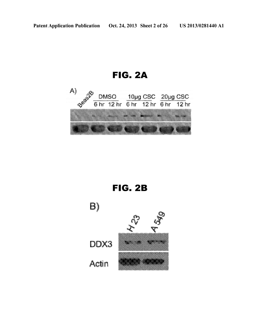 DDX3 AS A BIOMARKER FOR CANCER AND METHODS RELATED THERETO - diagram, schematic, and image 03