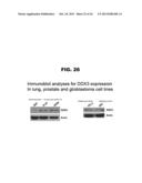 DDX3 AS A BIOMARKER FOR CANCER AND METHODS RELATED THERETO diagram and image