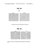 DDX3 AS A BIOMARKER FOR CANCER AND METHODS RELATED THERETO diagram and image