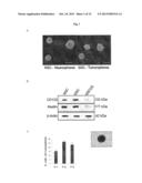 TARGETING GLIOMA STEM CELLS BY SEQUENCE-SPECIFIC FUNCTIONAL INHIBITION OF     PRO-SURVIVAL ONCOMIR-138 diagram and image