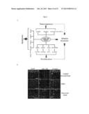 TARGETING GLIOMA STEM CELLS BY SEQUENCE-SPECIFIC FUNCTIONAL INHIBITION OF     PRO-SURVIVAL ONCOMIR-138 diagram and image