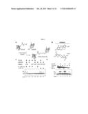 WELL-DEFINED OLIGOMERS OF UBIQUITIN AND UBIQUITIN-LIKE POLYPEPTIDES, AND     METHODS FOR PREPARING SAME diagram and image