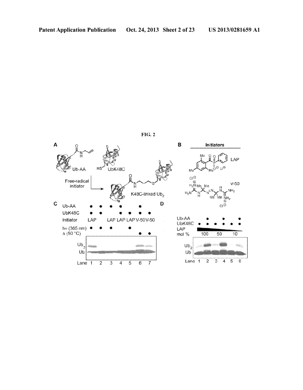 WELL-DEFINED OLIGOMERS OF UBIQUITIN AND UBIQUITIN-LIKE POLYPEPTIDES, AND     METHODS FOR PREPARING SAME - diagram, schematic, and image 03