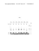 WELL-DEFINED OLIGOMERS OF UBIQUITIN AND UBIQUITIN-LIKE POLYPEPTIDES, AND     METHODS FOR PREPARING SAME diagram and image