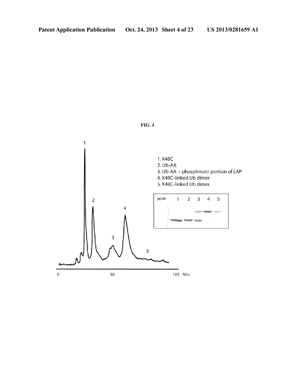 WELL-DEFINED OLIGOMERS OF UBIQUITIN AND UBIQUITIN-LIKE POLYPEPTIDES, AND     METHODS FOR PREPARING SAME - diagram, schematic, and image 05