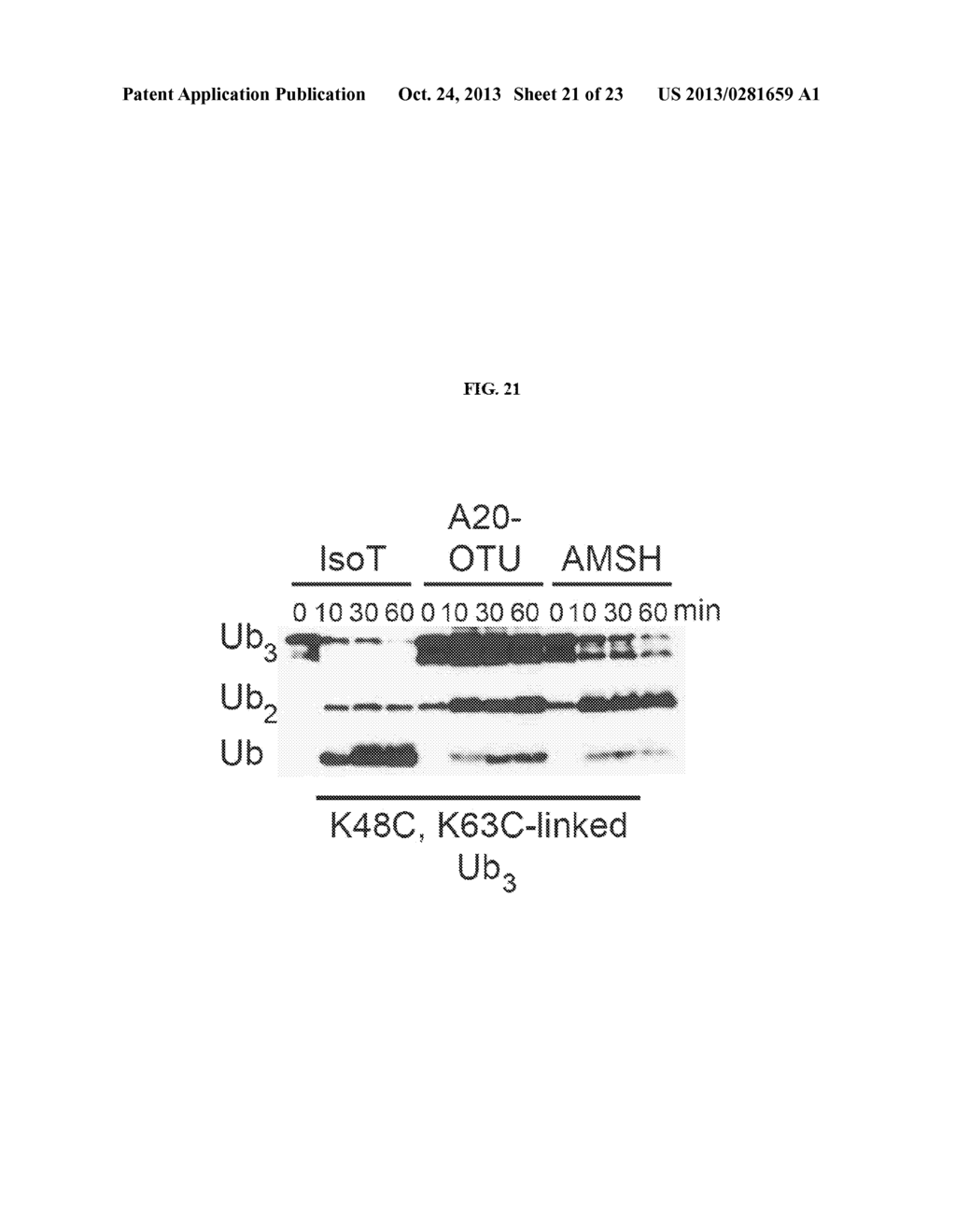 WELL-DEFINED OLIGOMERS OF UBIQUITIN AND UBIQUITIN-LIKE POLYPEPTIDES, AND     METHODS FOR PREPARING SAME - diagram, schematic, and image 22