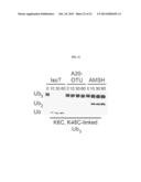 WELL-DEFINED OLIGOMERS OF UBIQUITIN AND UBIQUITIN-LIKE POLYPEPTIDES, AND     METHODS FOR PREPARING SAME diagram and image