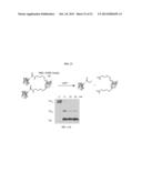 WELL-DEFINED OLIGOMERS OF UBIQUITIN AND UBIQUITIN-LIKE POLYPEPTIDES, AND     METHODS FOR PREPARING SAME diagram and image