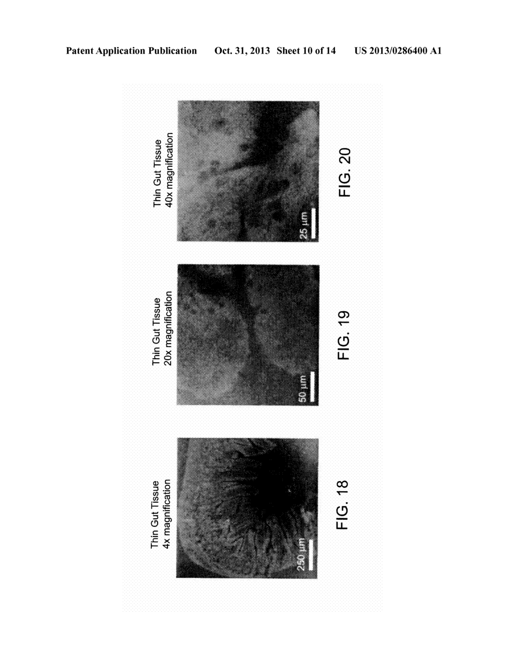 QUANTITATIVE PHASE MICROSCOPY FOR LABEL-FREE HIGH-CONTRAST CELL IMAGING - diagram, schematic, and image 11