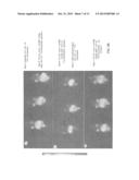 SOMATOSTATIN RECEPTOR-BASED CANCER THERAPY diagram and image