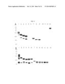 Acute Leukemia And Lymphoblastic Lymphoma-Specific CD43 Epitope and Use     Thereof diagram and image