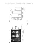 Luciferin Derivatives from Bicyclic Reactants and Aminothiol Derivatives     and Methods of Use Thereof diagram and image