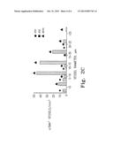 COMPOSITIONS AND METHODS TO STIMULATE VASCULAR STRUCTURE FORMATION diagram and image