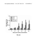 P97 PROTEIN AND USES THEREOF AS VACCINE ADJUVANT diagram and image