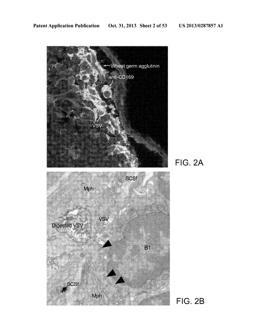 Vaccine Nanotechnology - diagram, schematic, and image 03