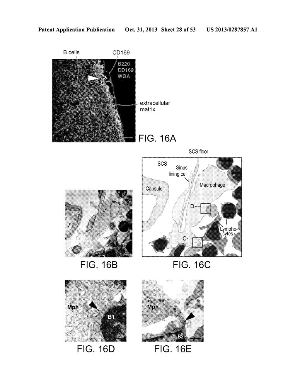 Vaccine Nanotechnology - diagram, schematic, and image 29