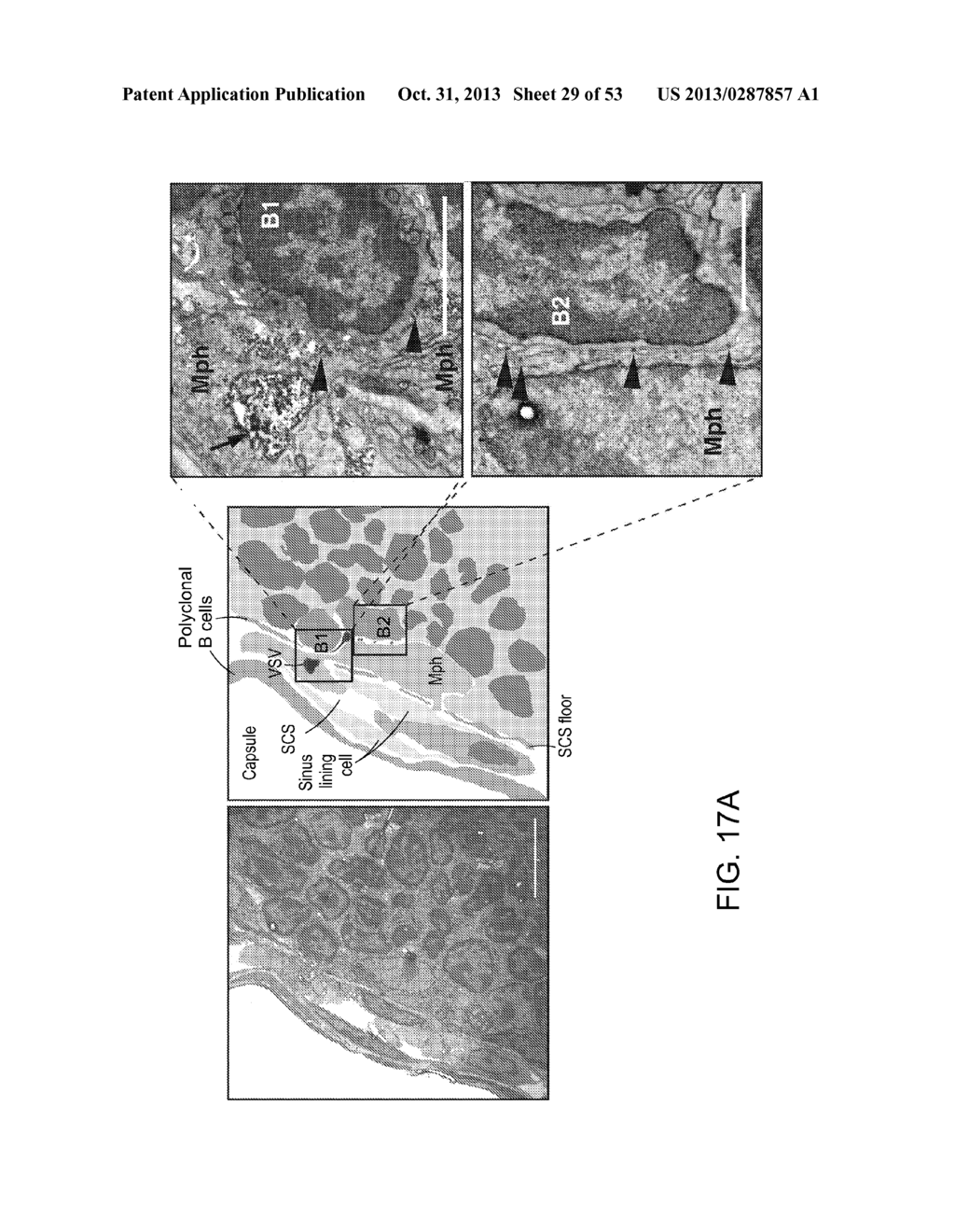 Vaccine Nanotechnology - diagram, schematic, and image 30