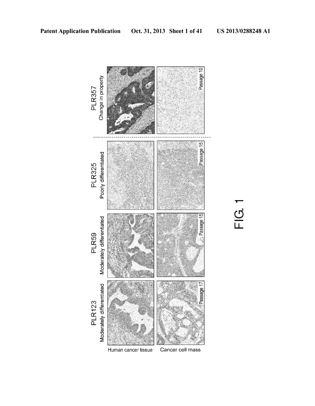 CANCER STEM CELL MASS AND PROCESS FOR PRODUCTION THEREOF - diagram, schematic, and image 02