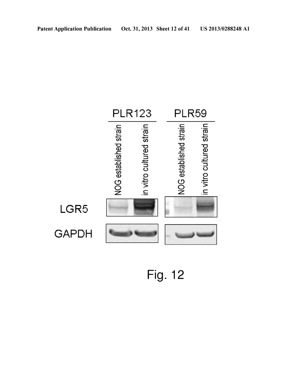 CANCER STEM CELL MASS AND PROCESS FOR PRODUCTION THEREOF - diagram, schematic, and image 13