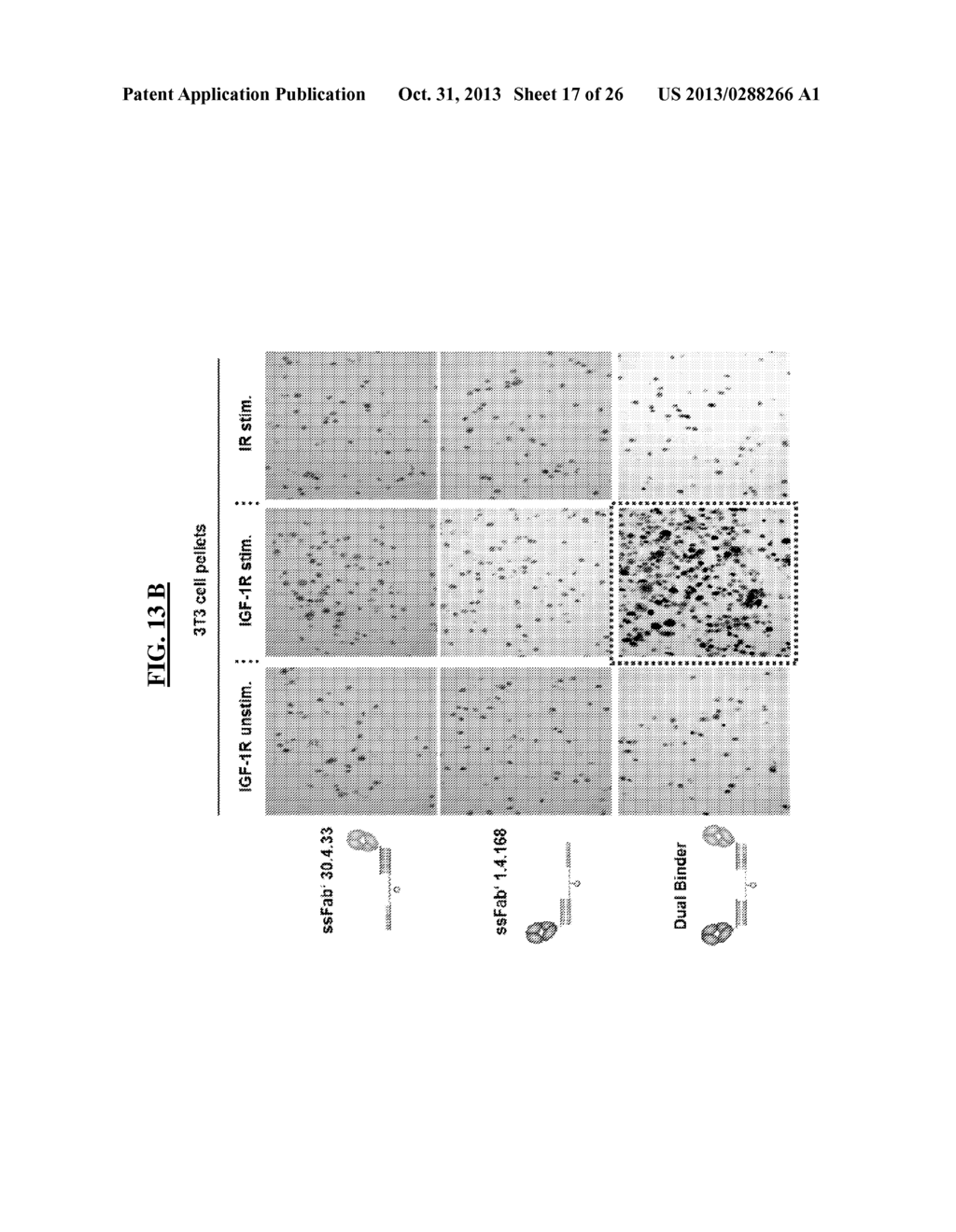 DETECTION OF A POSTTRANSLATIONALLY MODIFIED POLYPEPTIDE BY A BI-VALENT     BINDING AGENT - diagram, schematic, and image 18