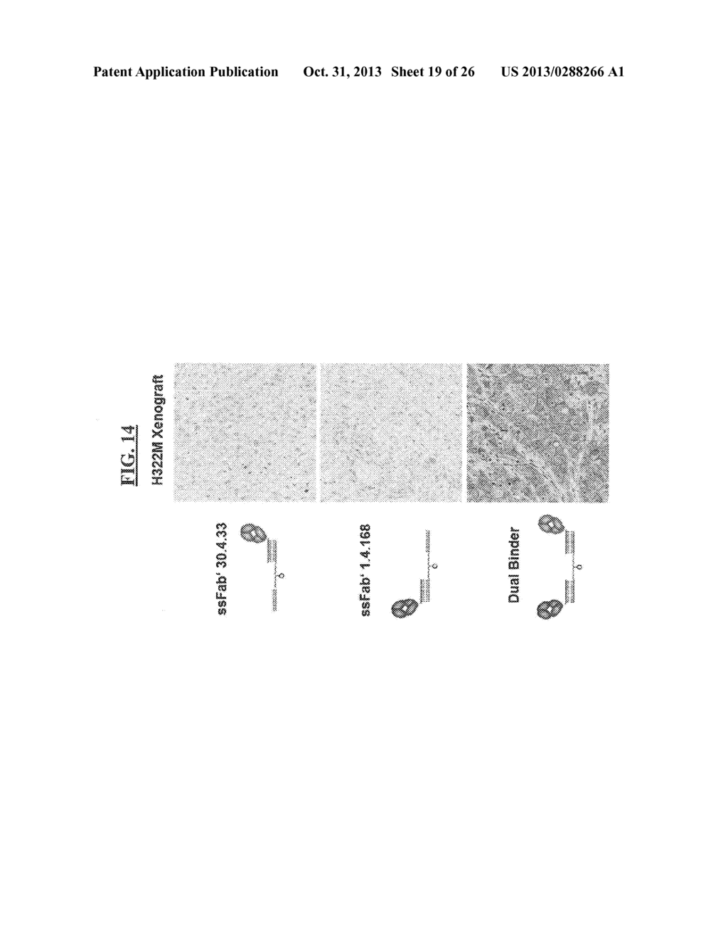 DETECTION OF A POSTTRANSLATIONALLY MODIFIED POLYPEPTIDE BY A BI-VALENT     BINDING AGENT - diagram, schematic, and image 20