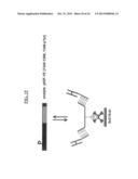 DETECTION OF A POSTTRANSLATIONALLY MODIFIED POLYPEPTIDE BY A BI-VALENT     BINDING AGENT diagram and image