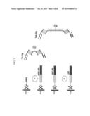 DETECTION OF A POLYPEPTIDE DIMER BY A BIVALENT BINDING AGENT diagram and image