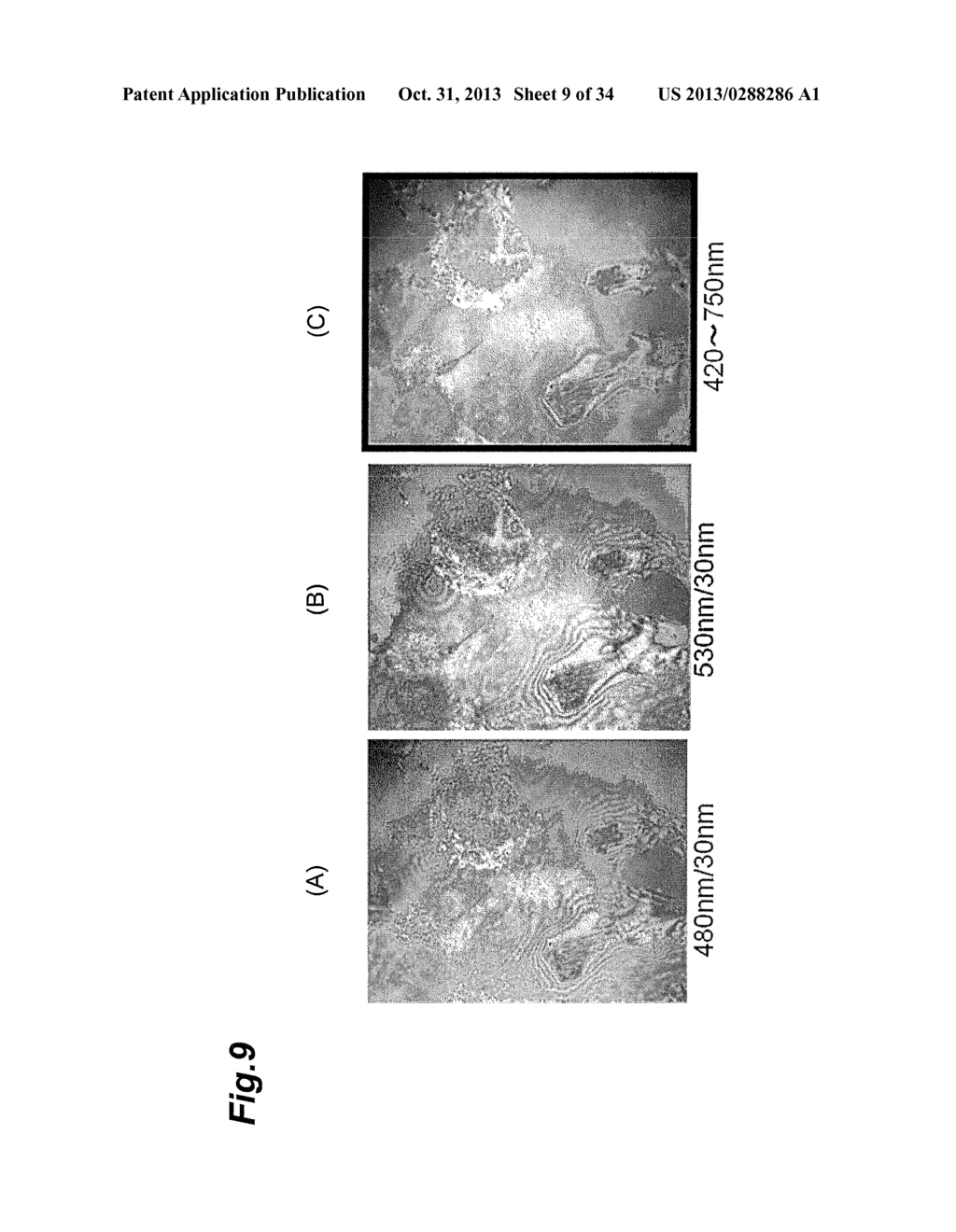 CELL OBSERVATION DEVICE AND CELL OBSERVATION METHOD - diagram, schematic, and image 10