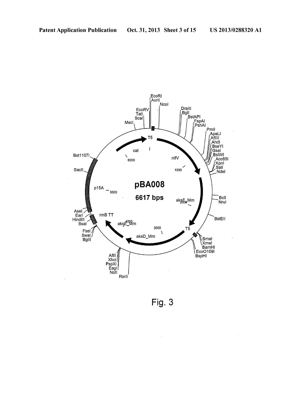 METHODS AND MICROORGANISMS FOR INCREASING THE BIOLOGICAL SYNTHESIS OF     DIFUNCTIONAL ALKANES - diagram, schematic, and image 04