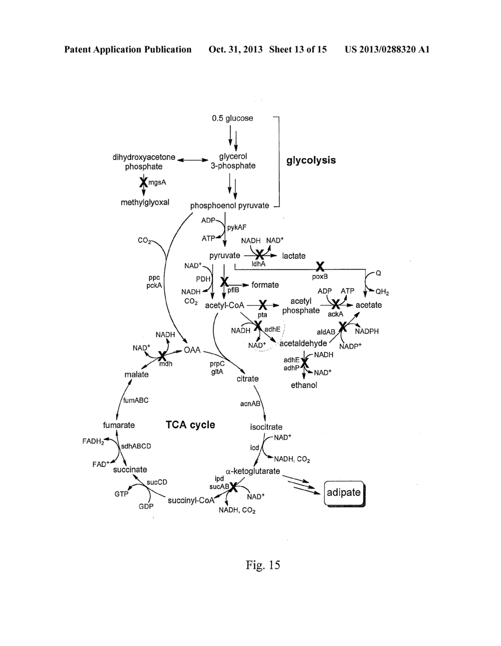 METHODS AND MICROORGANISMS FOR INCREASING THE BIOLOGICAL SYNTHESIS OF     DIFUNCTIONAL ALKANES - diagram, schematic, and image 14