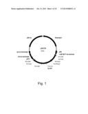 Methods for Improved C4-Dicarboxylic Acid Production in Filamentous Fungi diagram and image