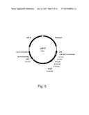 Methods for Improved C4-Dicarboxylic Acid Production in Filamentous Fungi diagram and image