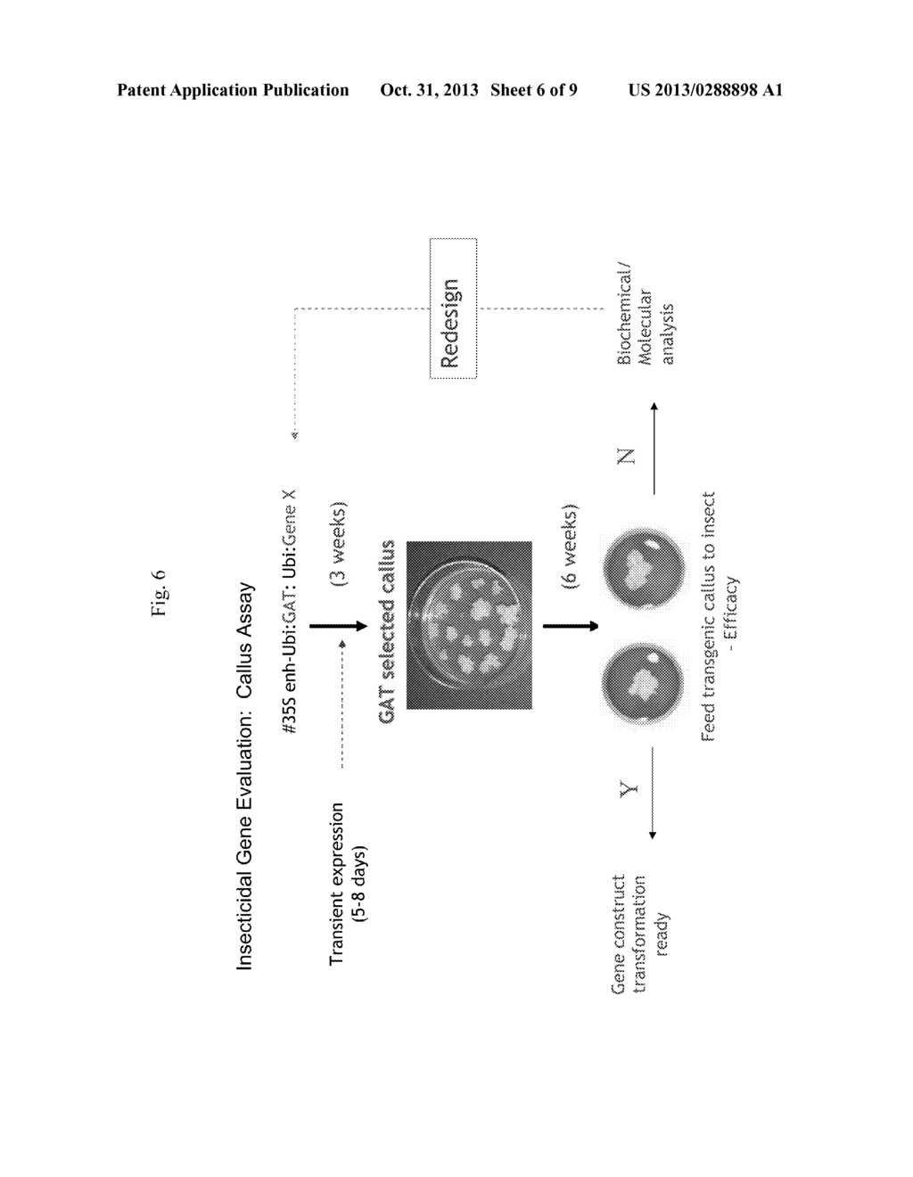 METHODS AND COMPOSITIONS FOR PROVIDING TOLERANCE TO MULTIPLE HERBICIDES - diagram, schematic, and image 07