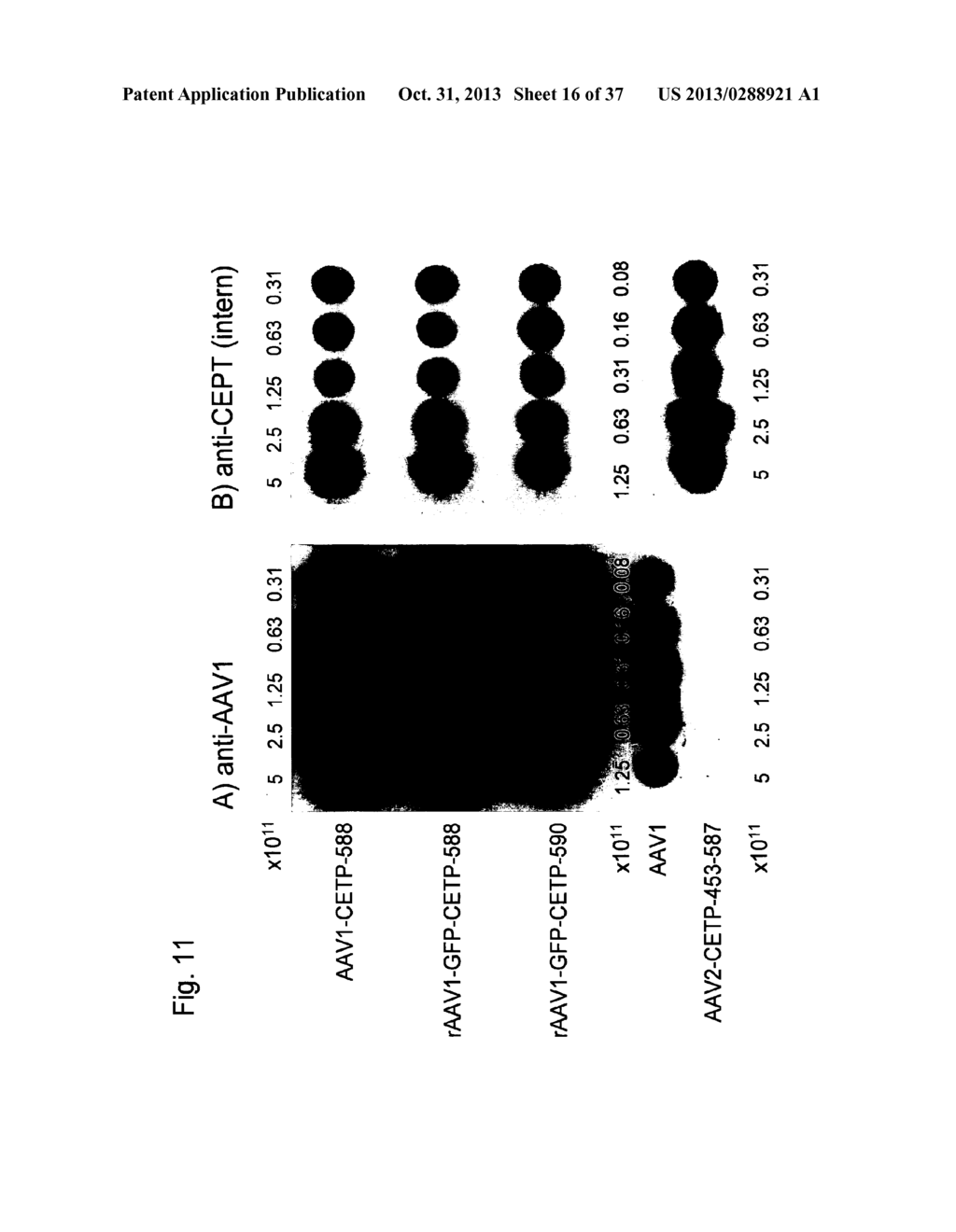 MUTATED PARVOVIRUS STRUCTURAL PROTEINS AS VACCINES - diagram, schematic, and image 17