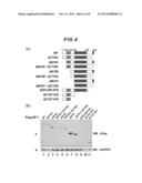 ESTABLISHMENT OF MOTIF COMPRISING ACIDIC AMINO ACID, CAPABLE OF     STABILIZING PROTEIN IN CELLS, AND APPLICABLE TO PROTEIN THERAPY, CONTROL     OF DIFFERENTIATION/UNDIFFERENTIATION OF CELL AND ANTIBODY THERAPY diagram and image