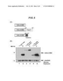 ESTABLISHMENT OF MOTIF COMPRISING ACIDIC AMINO ACID, CAPABLE OF     STABILIZING PROTEIN IN CELLS, AND APPLICABLE TO PROTEIN THERAPY, CONTROL     OF DIFFERENTIATION/UNDIFFERENTIATION OF CELL AND ANTIBODY THERAPY diagram and image